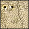 Elliya's owl hat